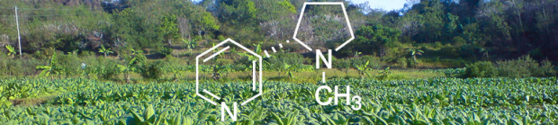 Image of the chemical formula for nicotine superimposed on tobacco leaves